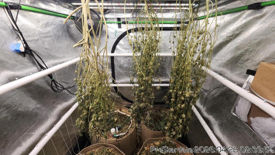 Chill Out OG - MrGrowIt - FabricPotScrog. Week 25