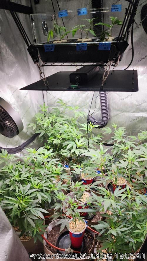 Chill Out OG - MrGrowIt - FabricPotScrog. Week 25