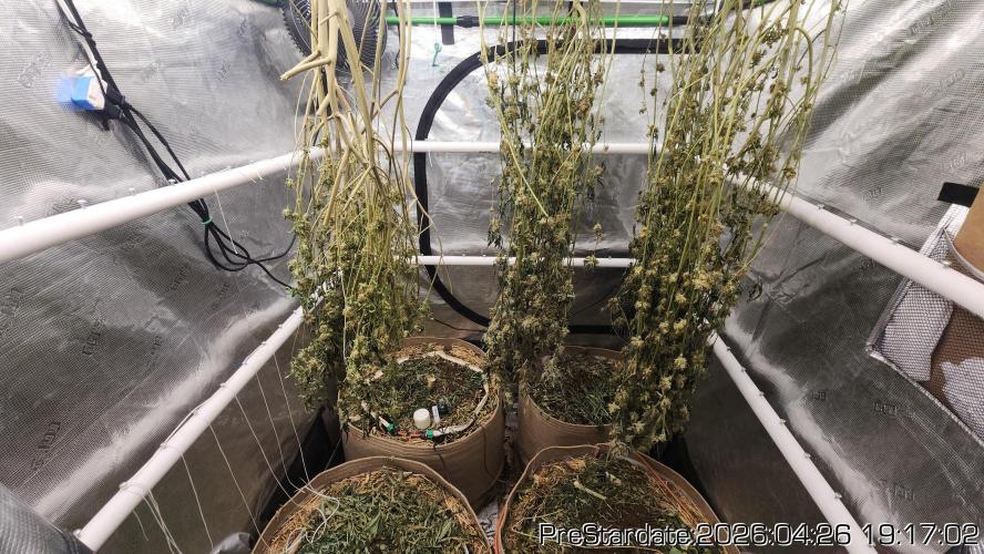 Chill Out OG - MrGrowIt - FabricPotScrog. Week 25