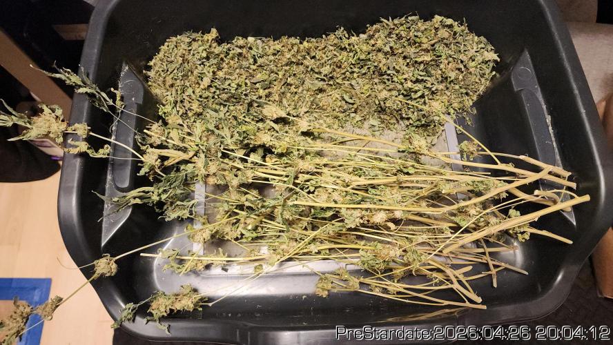 Chill Out OG - MrGrowIt - FabricPotScrog. Week 25