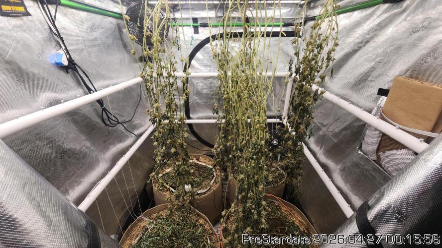 Chill Out OG - MrGrowIt - FabricPotScrog. Week 25