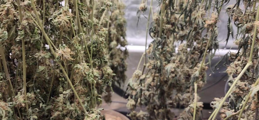 Chill Out OG - MrGrowIt - FabricPotScrog