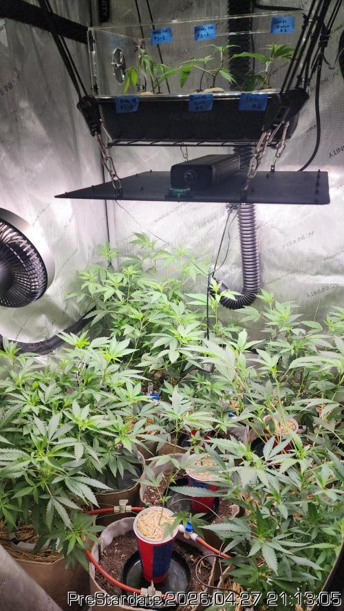 Chill Out OG - MrGrowIt - FabricPotScrog. Week 26