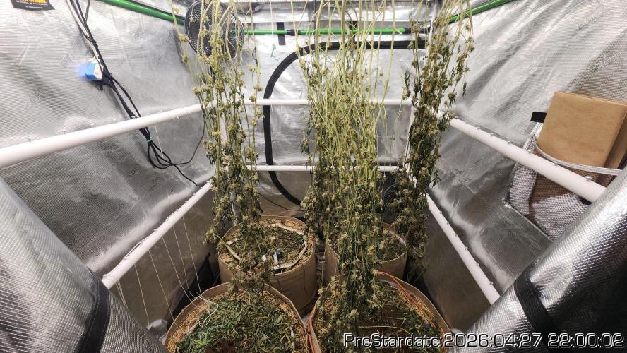 Chill Out OG - MrGrowIt - FabricPotScrog. Week 26