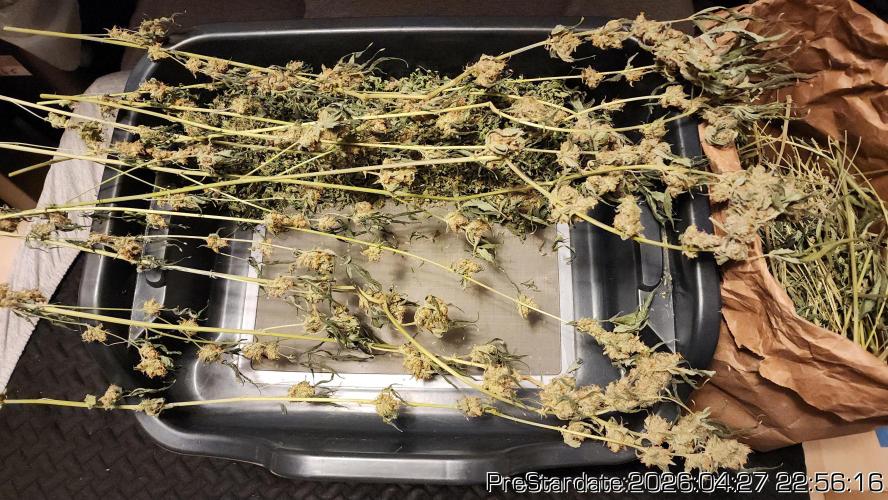 Chill Out OG - MrGrowIt - FabricPotScrog. Week 26