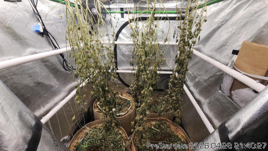 Chill Out OG - MrGrowIt - FabricPotScrog. Week 26