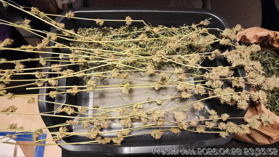 Chill Out OG - MrGrowIt - FabricPotScrog. Week 26