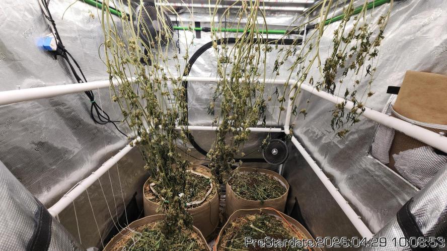 Chill Out OG - MrGrowIt - FabricPotScrog. Week 26
