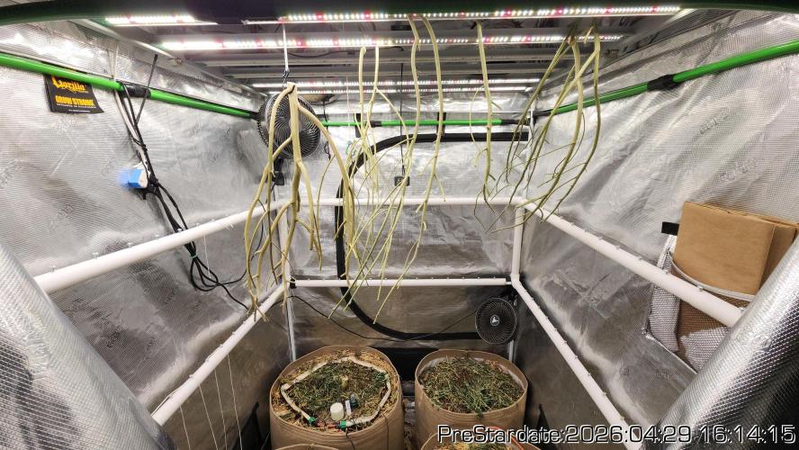 Chill Out OG - MrGrowIt - FabricPotScrog. Week 26
