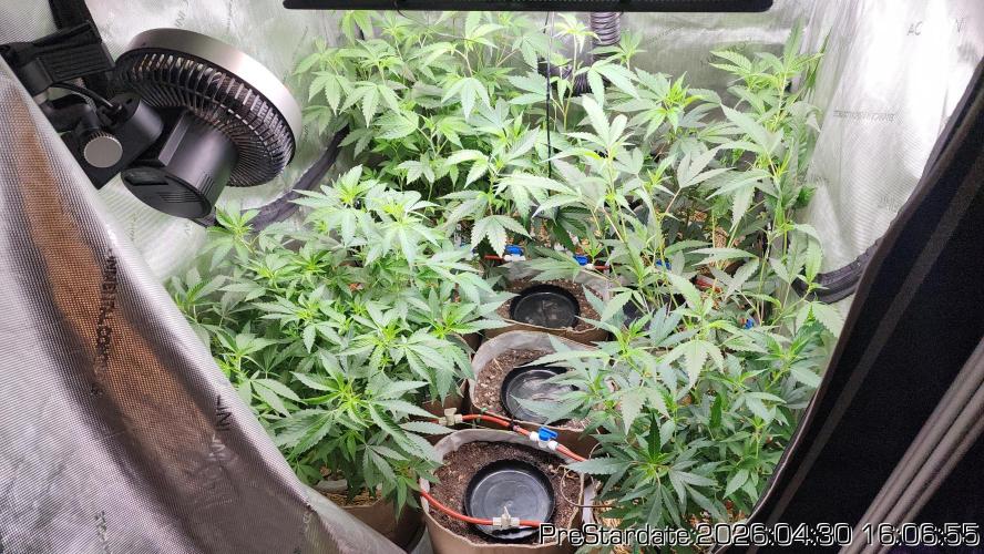 Chill Out OG - MrGrowIt - FabricPotScrog. Week 26