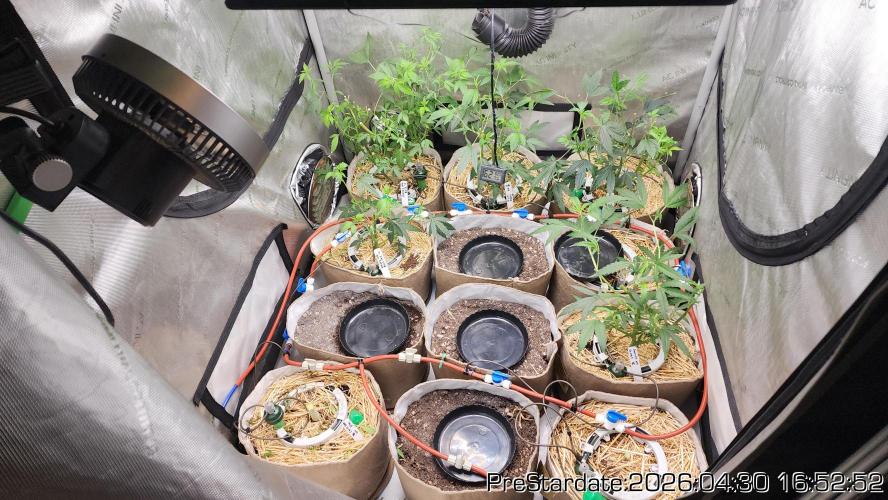 Chill Out OG - MrGrowIt - FabricPotScrog. Week 26