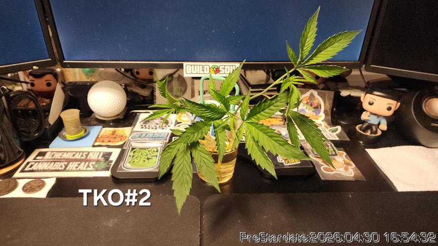 Chill Out OG - MrGrowIt - FabricPotScrog. Week 26