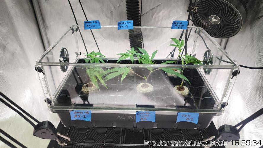 Chill Out OG - MrGrowIt - FabricPotScrog. Week 26