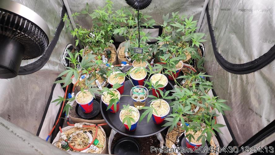 Chill Out OG - MrGrowIt - FabricPotScrog. Week 26