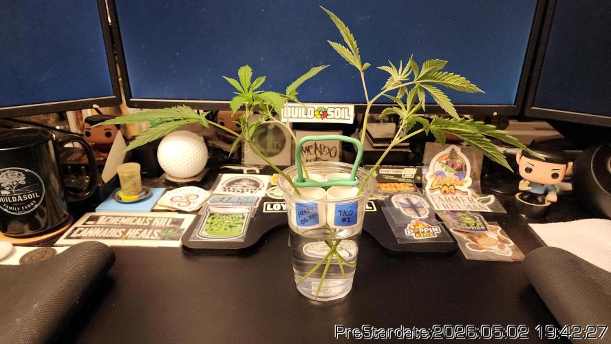 Chill Out OG - MrGrowIt - FabricPotScrog. Week 26