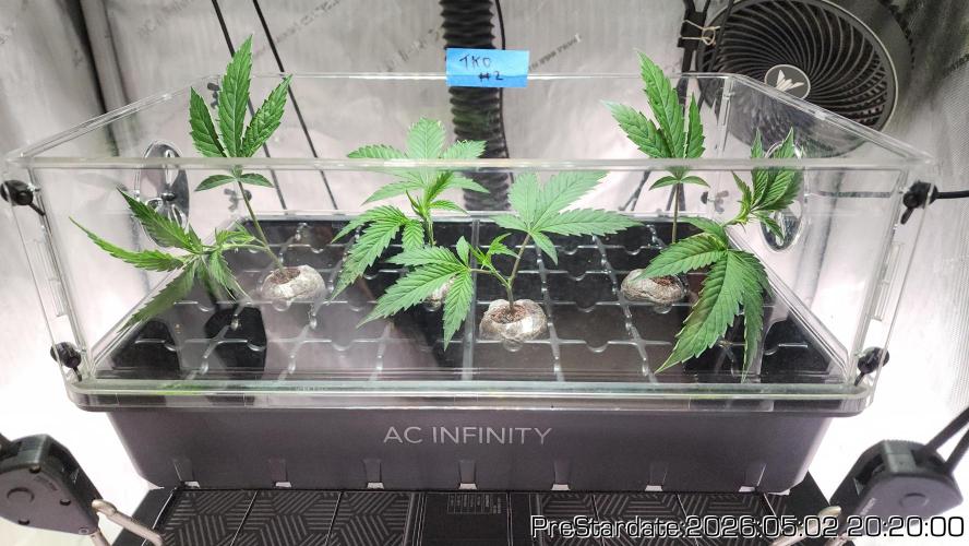 Chill Out OG - MrGrowIt - FabricPotScrog. Week 26