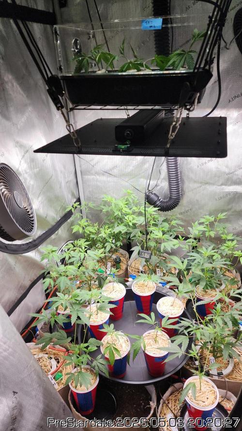 Chill Out OG - MrGrowIt - FabricPotScrog. Week 26