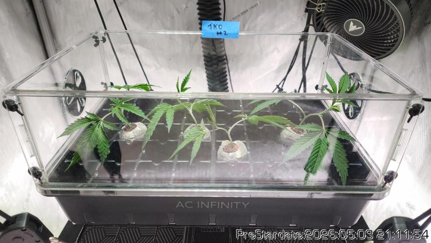 Chill Out OG - MrGrowIt - FabricPotScrog. Week 26
