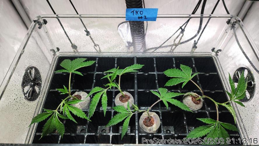 Chill Out OG - MrGrowIt - FabricPotScrog. Week 26
