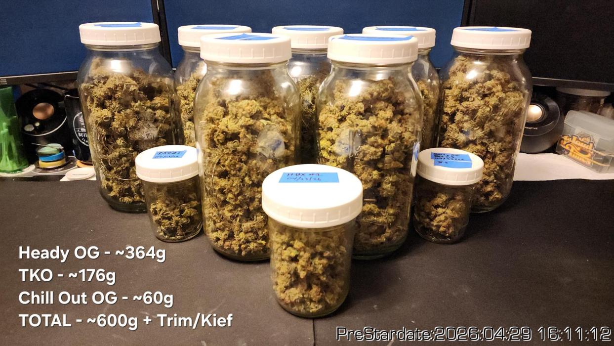 Chill Out OG - MrGrowIt - FabricPotScrog. Week 26