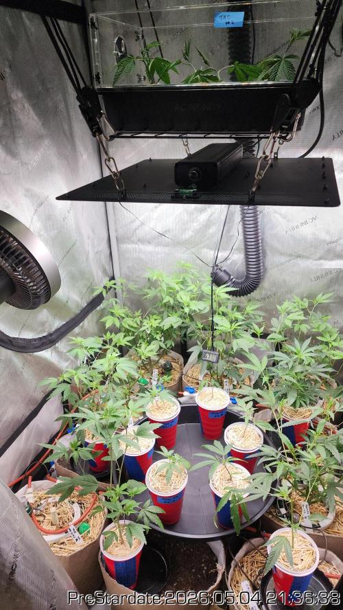 TKO x Heady OG BX1 – JLG | MDF. Week 0