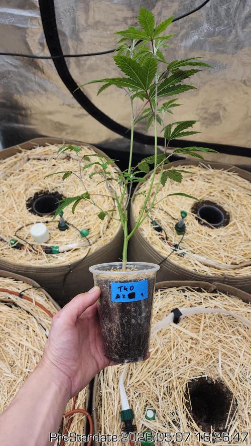 TKO x Heady OG BX1 – JLG | MDF. Week 0