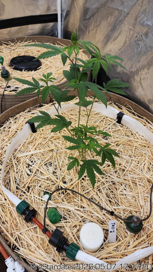 TKO x Heady OG BX1 – JLG | MDF. Week 0