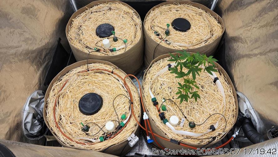 TKO x Heady OG BX1 – JLG | MDF. Week 0