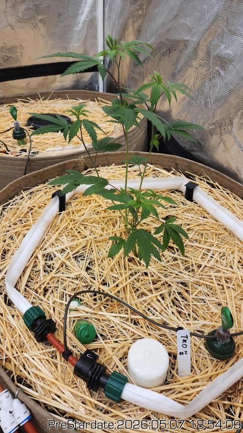 TKO x Heady OG BX1 – JLG | MDF. Week 0