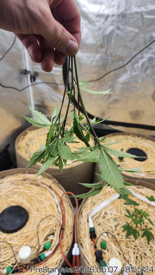 TKO x Heady OG BX1 – JLG | MDF. Week 0