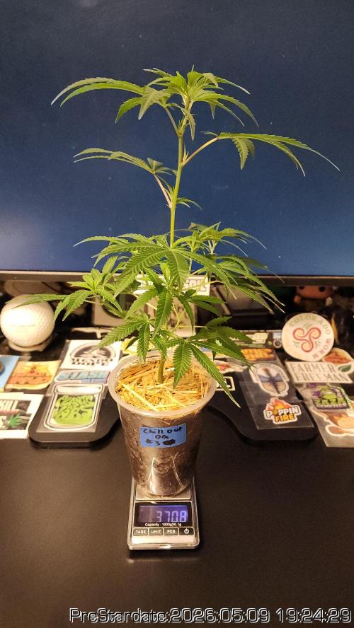 TKO x Heady OG BX1 – JLG | MDF. Week 0