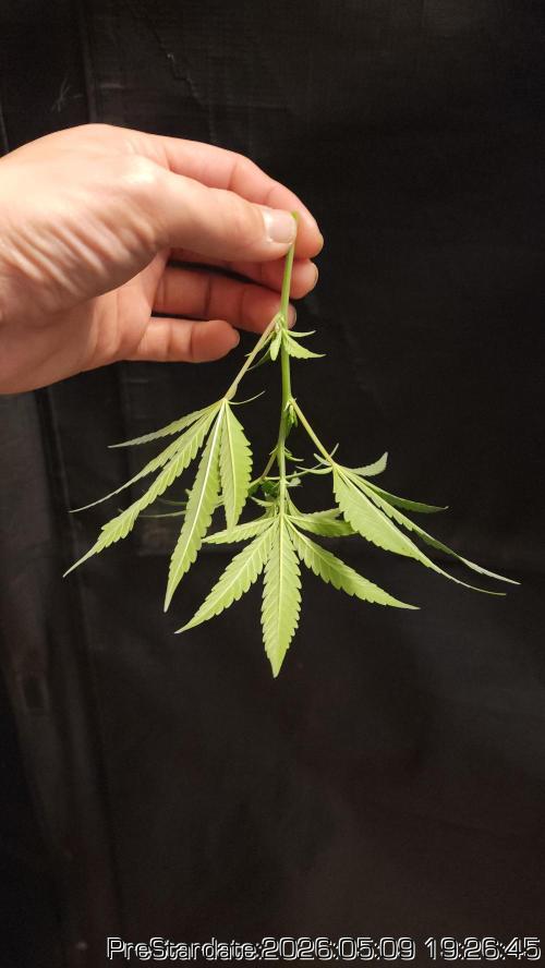 TKO x Heady OG BX1 – JLG | MDF. Week 0