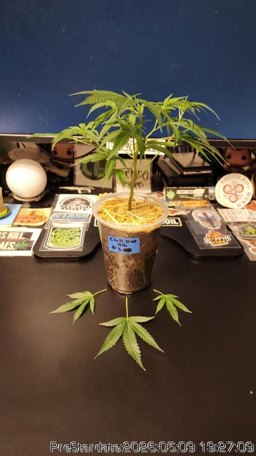 TKO x Heady OG BX1 – JLG | MDF. Week 0