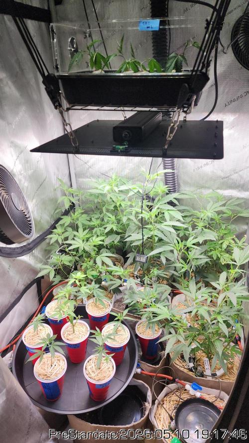 TKO x Heady OG BX1 – JLG | MDF. Week 0
