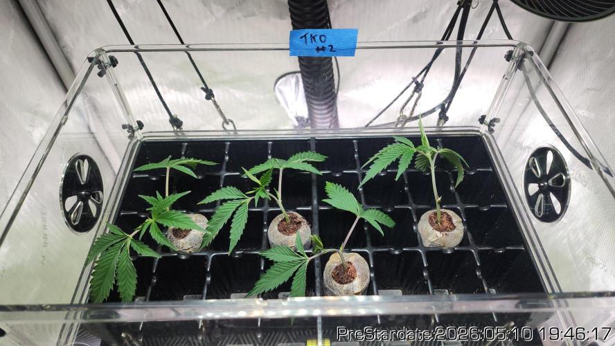 TKO x Heady OG BX1 – JLG | MDF. Week 0