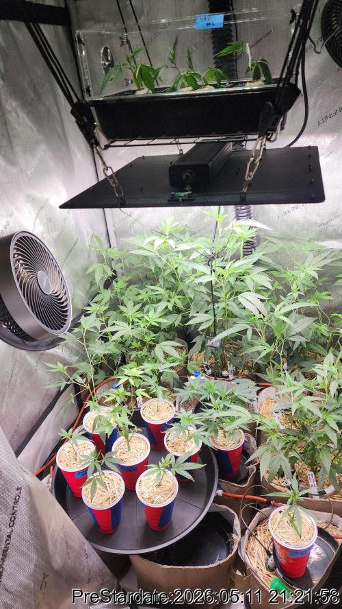 TKO x Heady OG BX1 – JLG | MDF. Week 1