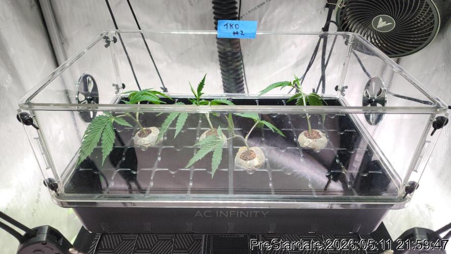 TKO x Heady OG BX1 – JLG | MDF. Week 1