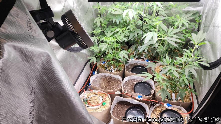 TKO x Heady OG BX1 – JLG | MDF. Week 1