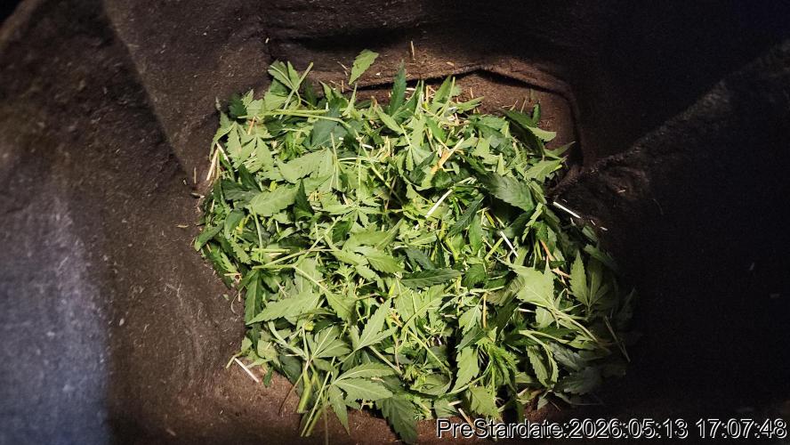 TKO x Heady OG BX1 – JLG | MDF. Week 1