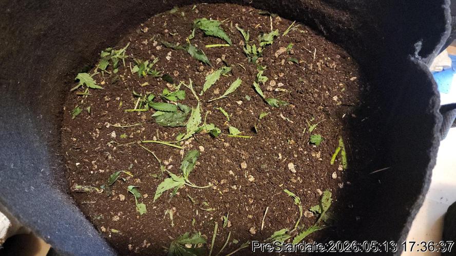 TKO x Heady OG BX1 – JLG | MDF. Week 1
