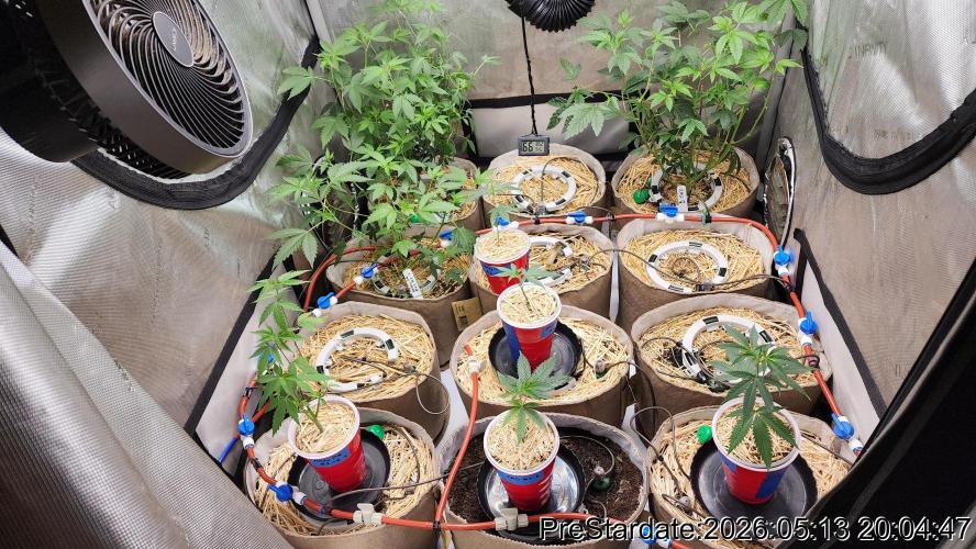 TKO x Heady OG BX1 – JLG | MDF. Week 1