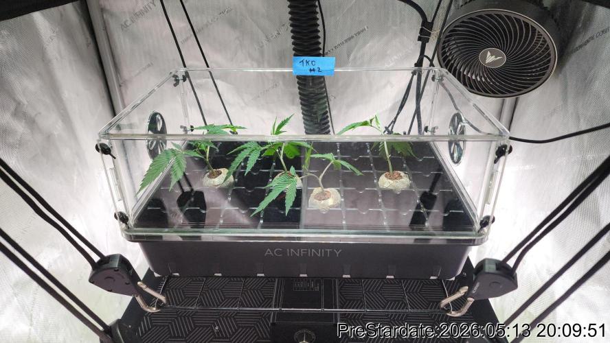 TKO x Heady OG BX1 – JLG | MDF. Week 1