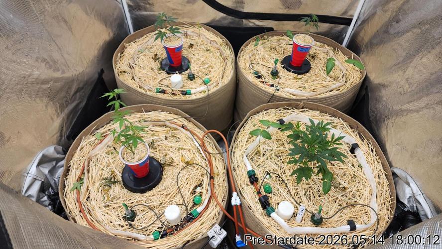 TKO x Heady OG BX1 – JLG | MDF. Week 1