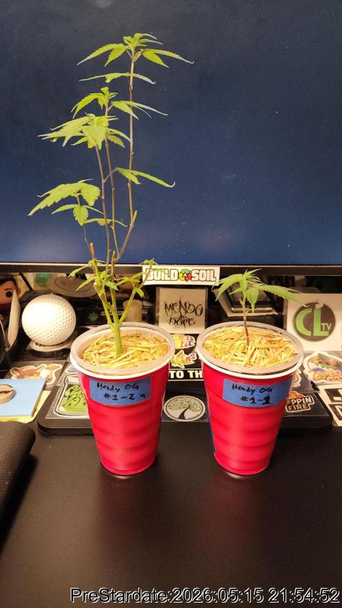 TKO x Heady OG BX1 – JLG | MDF. Week 1