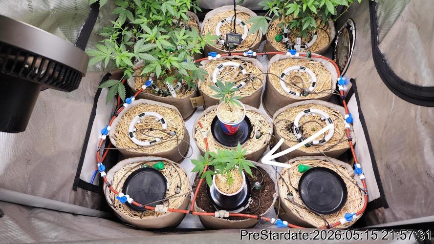 TKO x Heady OG BX1 – JLG | MDF. Week 1