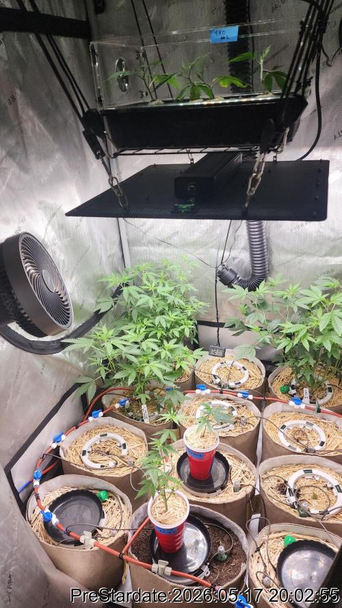 TKO x Heady OG BX1 – JLG | MDF. Week 1