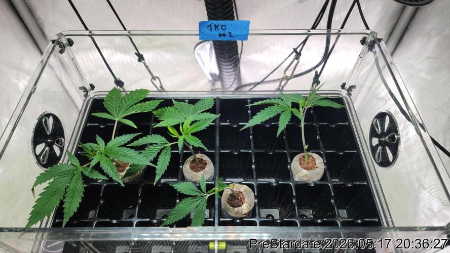 TKO x Heady OG BX1 – JLG | MDF. Week 1