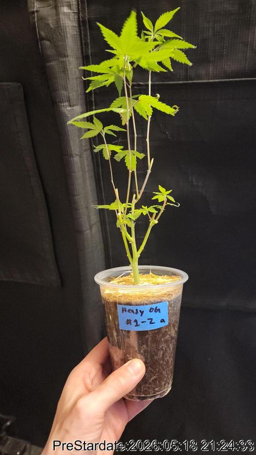 TKO x Heady OG BX1 – JLG | MDF. Week 2