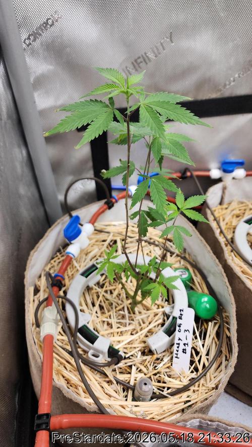 TKO x Heady OG BX1 – JLG | MDF. Week 2