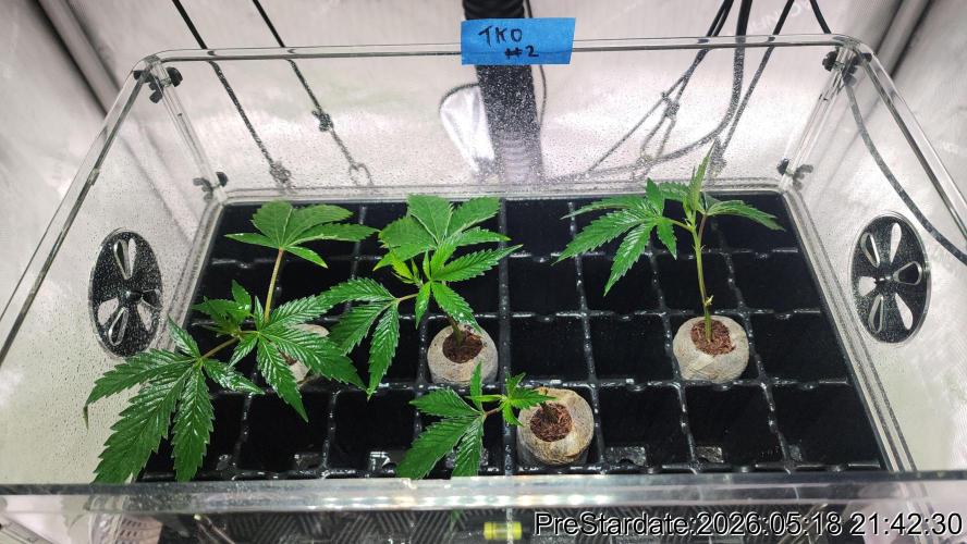 TKO x Heady OG BX1 – JLG | MDF. Week 2